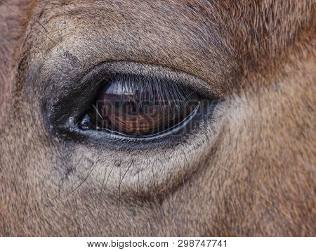Brown Horse To Feed On A Pasture Near A Mountain Farm.