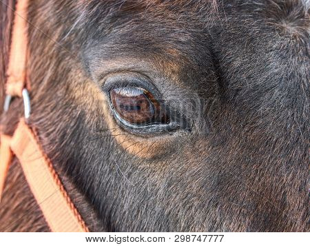 Head Of Horse With Halter. Brown Horse With Winter Fur Stand On Pasture With Old Worn Halter On Head