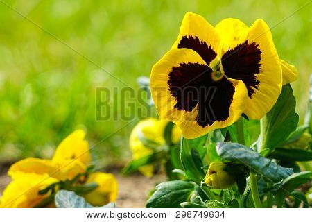 Closeup Image Of A Yellow Pansy Flower Viola Wittrockiana