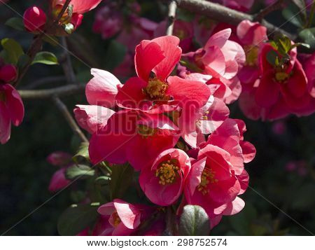 Closeup Of Blooming Chaenomeles Japonica (maule's Quince). Beautiful Large Flowers Of Quince Pink La