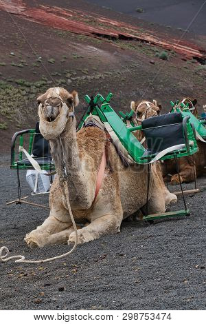 Dromedaries For The Transport Of Tourists On The Timanfaya Lava Dunes In Lanzarote, Canary Islands