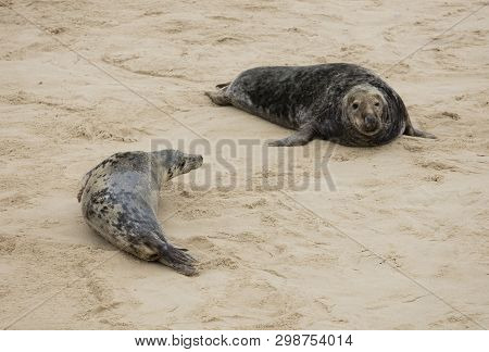 Seals In Winter On The Beach At Winterton On Sea, Norfolk, Uk In The Evening, December 2017