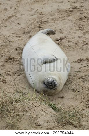 Seals In Winter On The Beach At Winterton On Sea, Norfolk, Uk In The Evening, December 2017