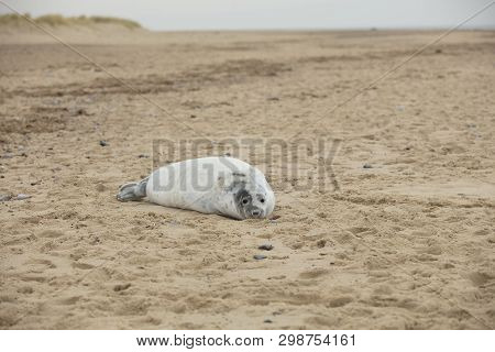 Seals In Winter On The Beach At Winterton On Sea, Norfolk, Uk In The Evening, December 2017