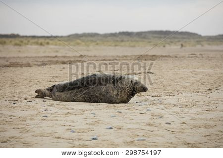 Seals In Winter On The Beach At Winterton On Sea, Norfolk, Uk In The Evening, December 2017