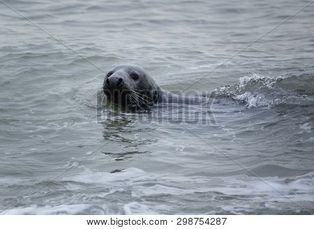 Seals In Winter On The Beach At Winterton On Sea, Norfolk, Uk In The Evening, December 2017