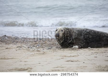 Seals In Winter On The Beach At Winterton On Sea, Norfolk, Uk In The Evening, December 2017