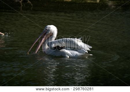 White Pelican Swimming In A Remote Farm Pond