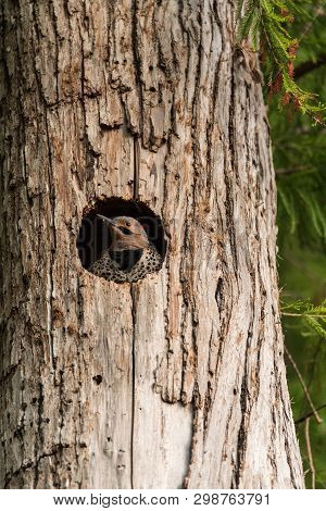 Northern Flicker Colaptes Auratus At The Entrance Of Its Nest In A Pine Tree In Naples, Florida
