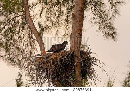 Juvenile Baby Bald Eaglet Haliaeetus Leucocephalus In A Nest
