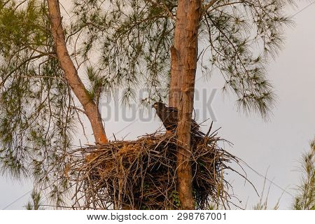 Juvenile Baby Bald Eaglet Haliaeetus Leucocephalus In A Nest