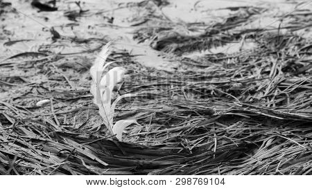 A Single Feather Stands Upright In The Seagrass