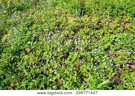 True Forget-me-nots (myosotis Scorpioides) Bloom In Harbor Springs, Michigan, During May.