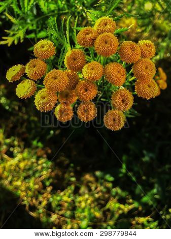 Tanacetum Vulgare In The Green Summer Meadow. Wildflowers Tansy Yellow Background.