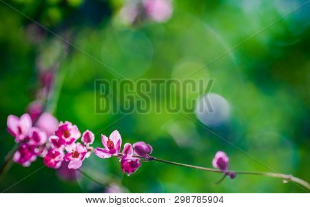 Pink Small Flowers In Green Nature Garden With Green Bokeh For Wallpaper Or Background. Flowers Of A