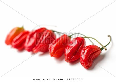 Naga Morich