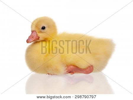 Cute little newborn fluffy gosling. One young yellow goose isolated on a white background. Nice geese big bird.