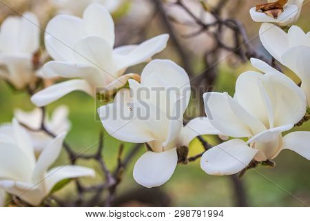 A Branch Of A Blossoming Magnolia (lat. Magnolia Denudata) With Beautiful White Flowers In The South