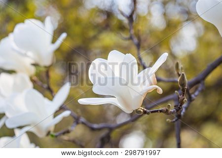A Branch Of A Blossoming Magnolia (lat. Magnolia Denudata) With Beautiful White Flowers In The South