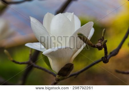 A Branch Of A Blossoming Magnolia (lat. Magnolia Denudata) With Beautiful White Flowers In The South