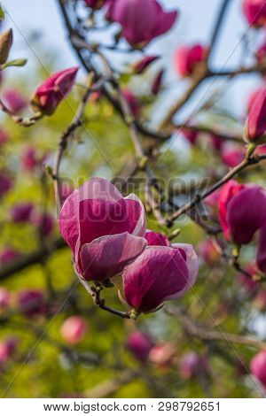 Beautiful Purple Magnolia Liliiflora Flower With Water Drops Early In The Morning. View Of A Closed 