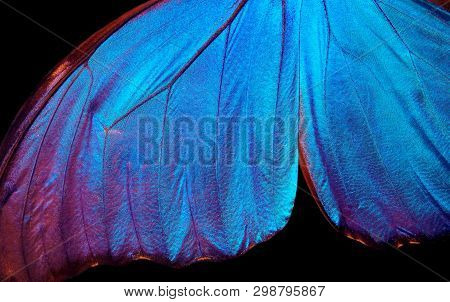 Wings Of A Butterfly Morpho Texture Background. Morpho Butterfly
