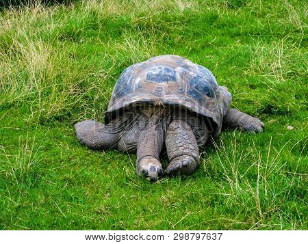 Big Turtle Resting, Big Turtle Sleeping In The Grass.