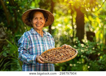 Asian Woman Farmer Holds The Kopi Luwak Or Civet Coffee With A Happy Smile, Kopi Luwak Or Civet Coff