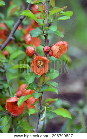 Japanese Quince or Chaenomeles japonica. Flowers of Chaenomeles japonica in the spring garden