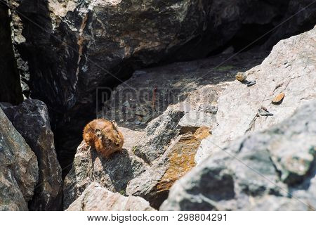 Pika Rodent On Stones In Highlands. Small Curious Animal On Colorful Rocky Hill. Little Fluffy Cute 