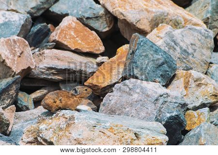 Pika Rodent On Stones In Highlands. Small Curious Animal On Colorful Rocky Hill. Little Fluffy Cute 