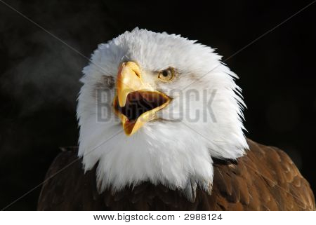 Águila calva americana
