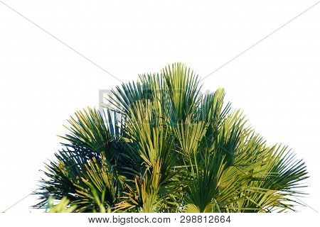 Palm Leaves With Branches And Sunlight On White Isolated Background For Green Foliage Backdrop