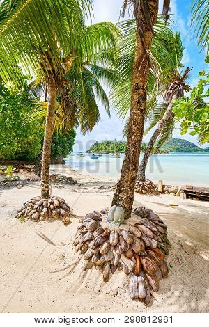 Coconuts Stand On Tropical Beach Of Anse L'islette, Mahe Seychel