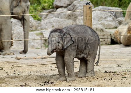 The Asian Elephant, Elephas Maximus Also Called Asiatic Elephant, Is The Only Living Species Of The 