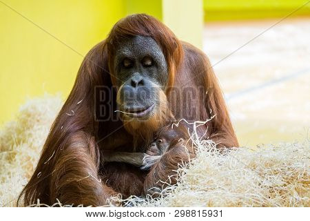 The Orangutans, Pongo Also Spelled Orang-utan, Orangutang, Or Orang-utang Are Three Extant Species O