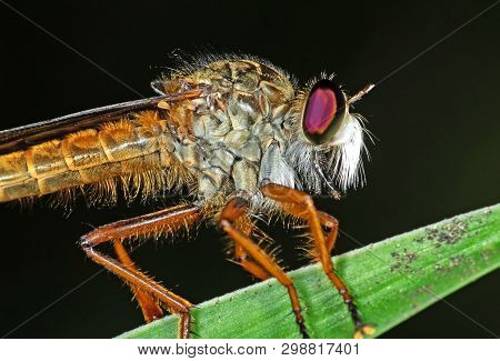 Macro Photography of Orange Robber Fly on Green Leaf Isolated on Background