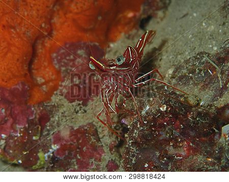 Closeup And Macro Shot Of Hinge-beak Shrimp Rhynchocinetes Durbanensis On Hard Coral During Leisure 