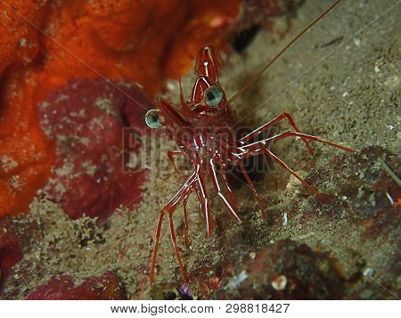 Closeup And Macro Shot Of Hinge-beak Shrimp Rhynchocinetes Durbanensis On Hard Coral During Leisure 