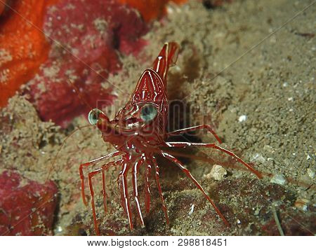 Closeup And Macro Shot Of Hinge-beak Shrimp Rhynchocinetes Durbanensis On Hard Coral During Leisure 