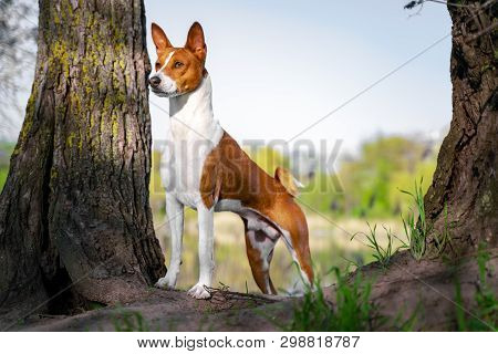 Portrait Of A Red Basenji Standing Between The Trees In A Summer Forest On The Sunset. Basenji Kongo