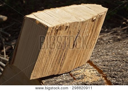 A Large Trunk Of The Tree Lies On The Ground. Cutting Down Trees. Cutting From The Chainsaw. Wooden 