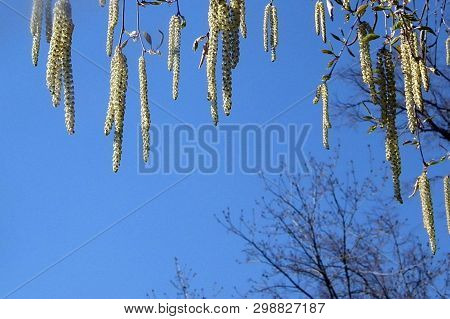 Spring Nature. Yellowish Catkins Hanging Down Is A Sign Of The Flowering Of Birch.