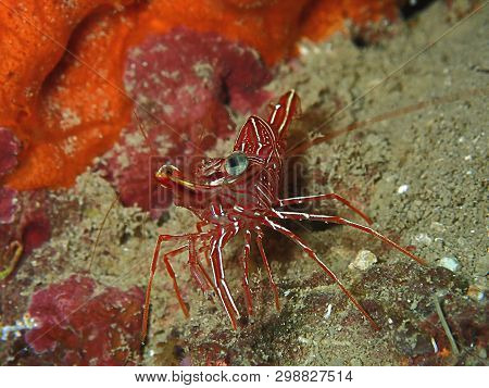 Closeup And Macro Shot Of Hinge-beak Shrimp Rhynchocinetes Durbanensis On Hard Coral During Leisure 