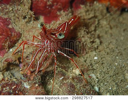 Closeup And Macro Shot Of Hinge-beak Shrimp Rhynchocinetes Durbanensis On Hard Coral During Leisure 