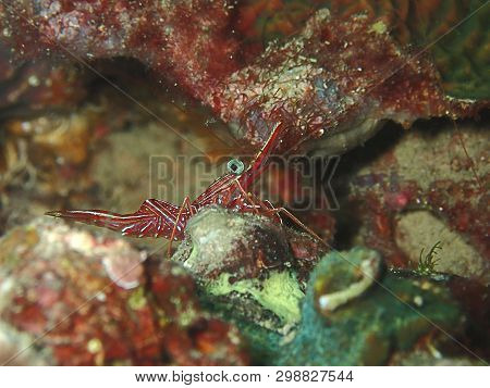 Closeup And Macro Shot Of Hinge-beak Shrimp Rhynchocinetes Durbanensis On Hard Coral During Leisure 