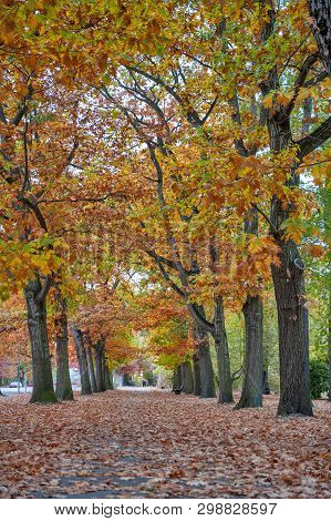 Colorful Red And Yellow Foliage Trees In Garden During Autumn At Wilhelm Külz Park In City Of Leipzi