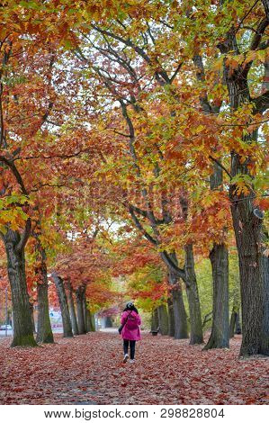 Woman Walking Among Colorful Red And Yellow Foliage Trees In Garden During Autumn At Wilhelm Külz Pa