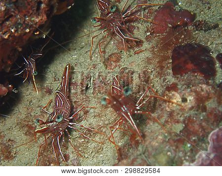 Closeup And Macro Shot Of Hinge-beak Shrimp Rhynchocinetes Durbanensis On Hard Coral During Leisure 