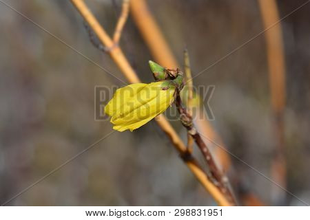 Dwarf Forsythia Mini Gold - Latin Name - Forsythia X Intermedia Mini Gold